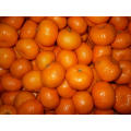 Chinesische hochwertige frische Baby-Mandarine